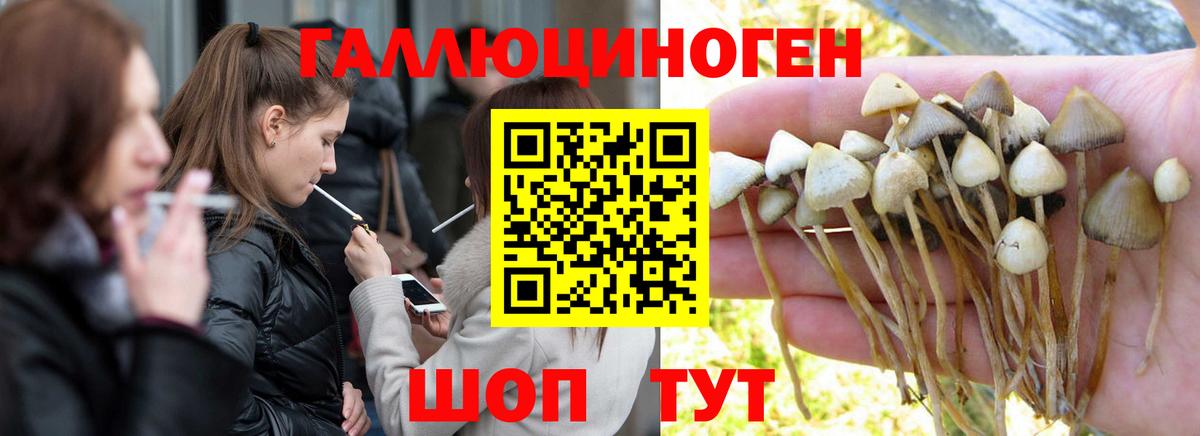 Галлюциногенные грибы Psilocybine cubensis Старая Русса
